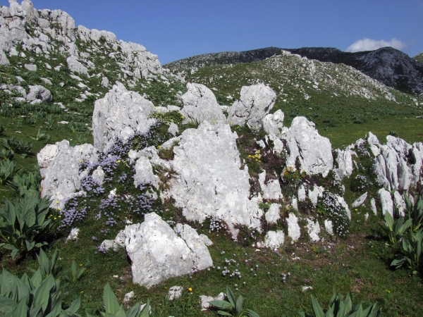 Fioriture in quota